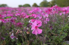 2015/04/25_花の丘農林公苑の芝桜
