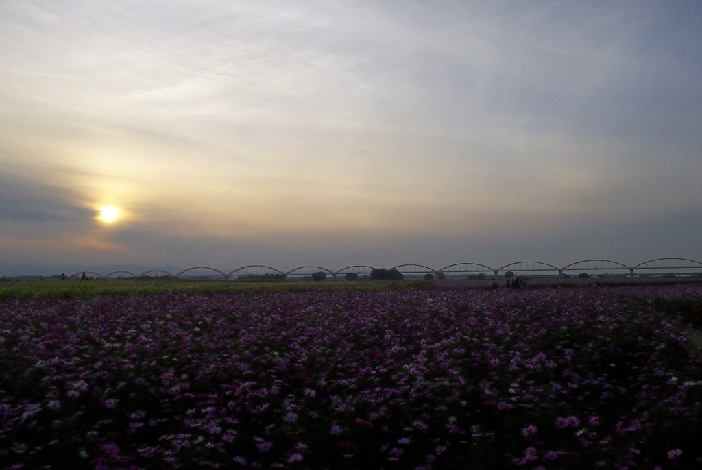 2015/11/01_夕暮れの吹上コスモス畑