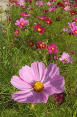 2014/06/15_伊奈バラ園のコスモス