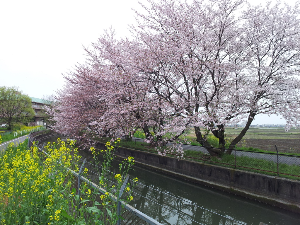 2016/04/10_見沼代用水の桜と菜の花