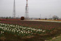 2016/04/10_花のオアシス