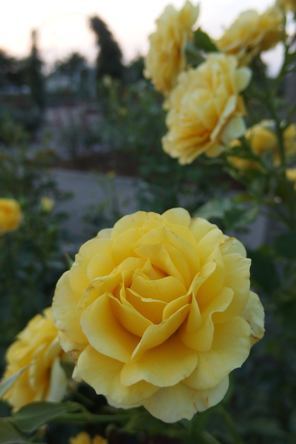 2016/06/18_伊奈バラ園の薔薇