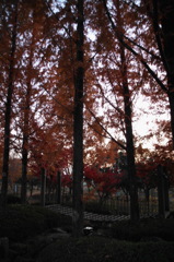 2014/11/22_見沼元圦公園