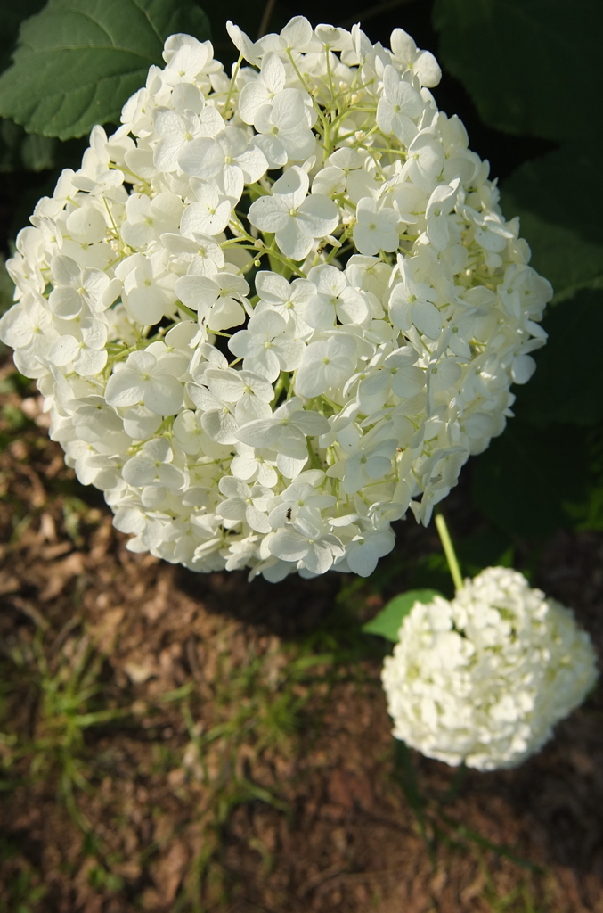 2014/06/15_伊奈アジサイ園