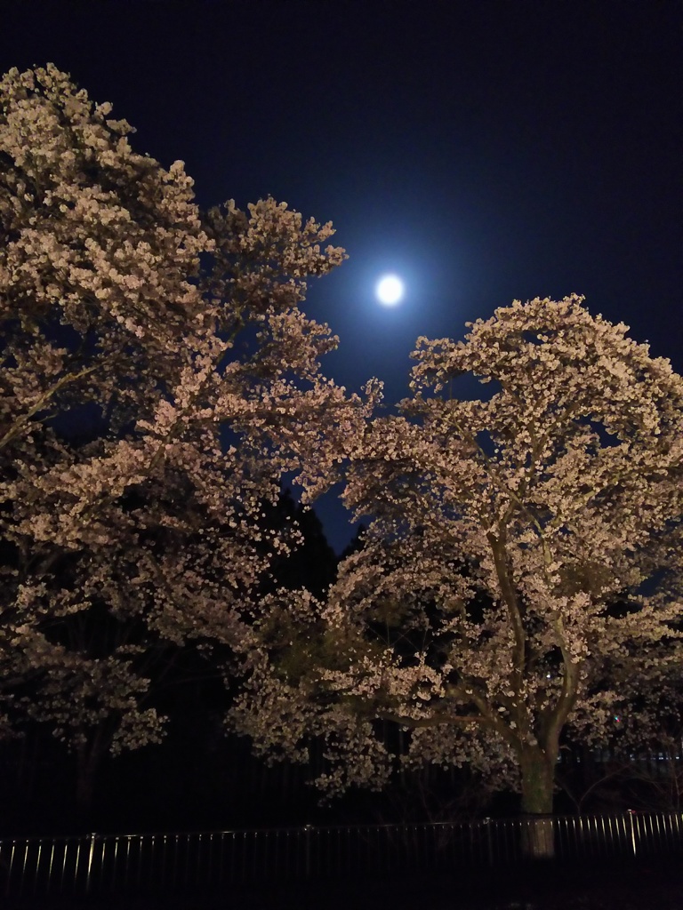 2018/03/31_外秩父の月夜桜
