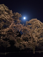 2018/03/31_外秩父の月夜桜
