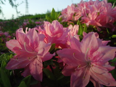 2017/04/30_花の丘農林公苑のつつじ