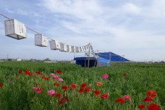 2015/05/03_ポピーまつり準備中