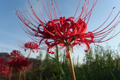 2015/09/22_彼岸花