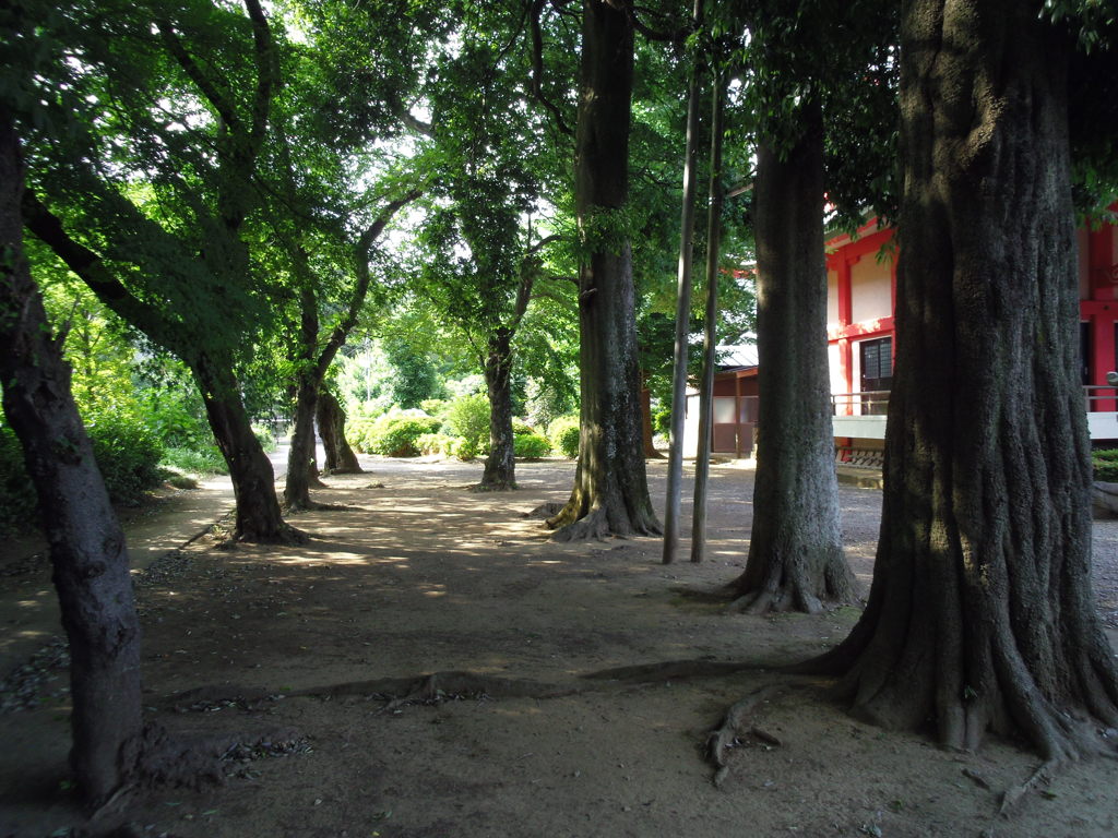 2017/06/11_小室観音堂境内