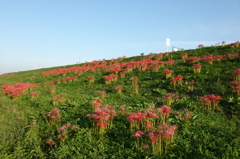 2015/09/22_彼岸花