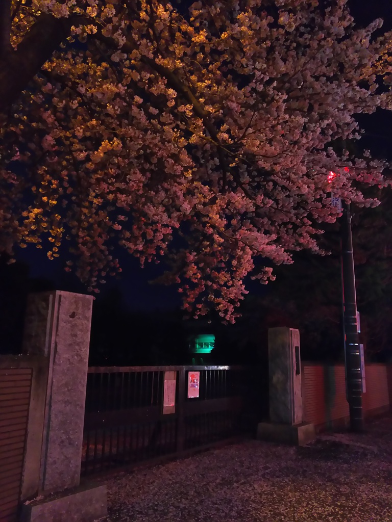 2017/04/10_伊奈中の夜桜