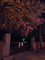 2017/04/10_伊奈中の夜桜