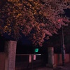 2017/04/10_伊奈中の夜桜