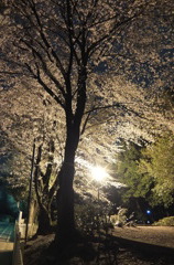 2014/04/05_氷川児童公園の夜桜