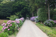 2014/06/21_あじさい