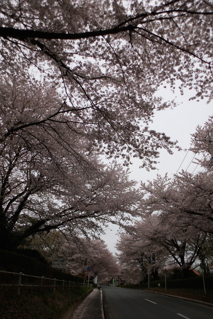 2015/04/04_無線山の桜