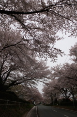 2015/04/04_無線山の桜