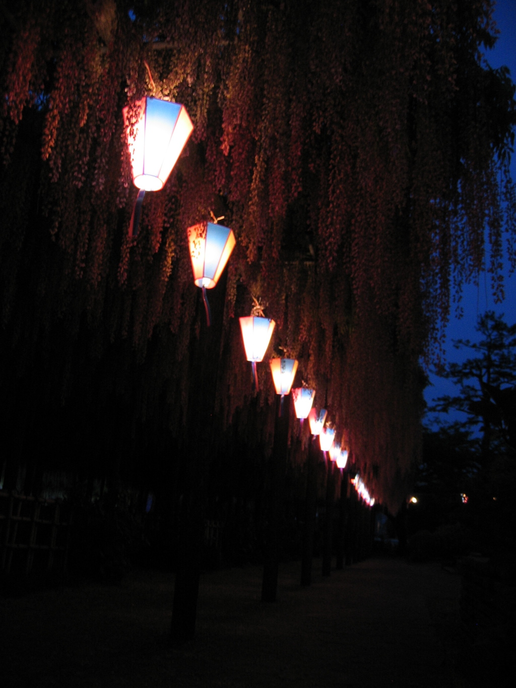 2016/05/07_玉敷公園の夜藤