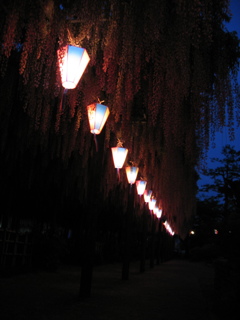 2016/05/07_玉敷公園の夜藤