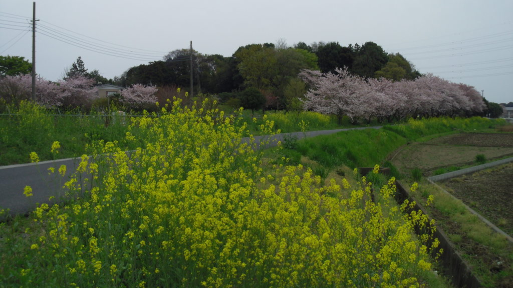 2016/04/10_見沼代用水の桜と菜の花