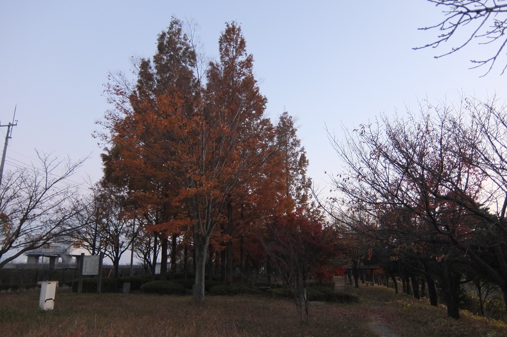 2014/11/22_見沼元圦公園