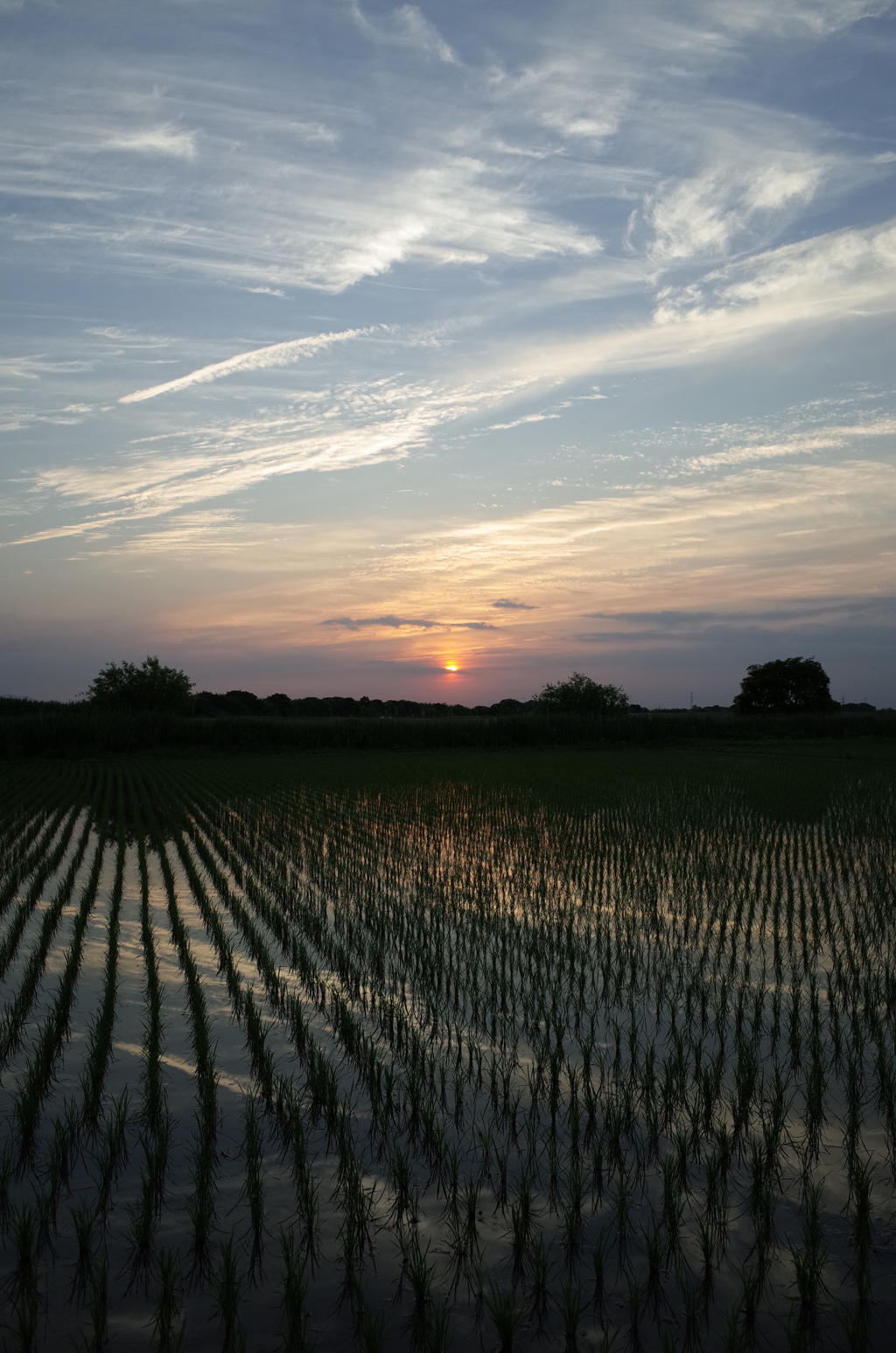 2015/05/24_水田の夕暮れ