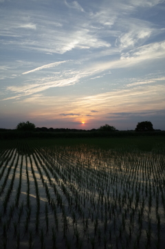 2015/05/24_水田の夕暮れ