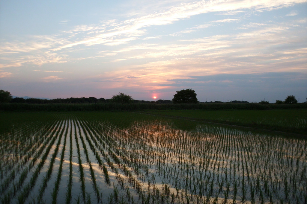 2015/05/24_水田の夕暮れ