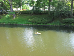 2018/07/14_盛岡城跡公園（岩手公園）亀ケ池の亀