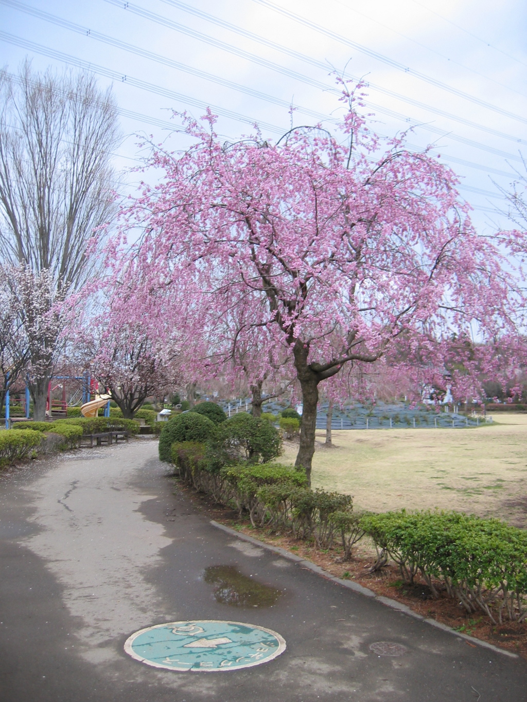 2017/04/01_上平公園の花（没カット）