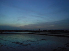 2016/05/07_水田の夕暮れ