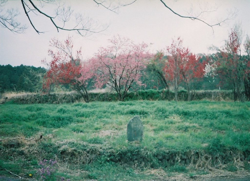 2019/04/07_馬頭観音と花々