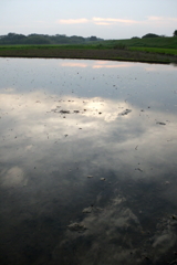 2016/07/02_水田の夕暮れ