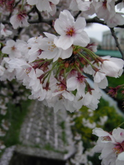 2017/04/09_芝川の桜