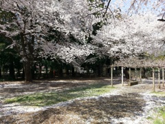 2019/04/06_氷川児童公園の桜