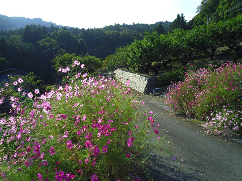 2017/10/09_外秩父山中のコスモス