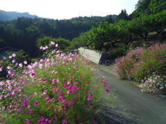 2017/10/09_外秩父山中のコスモス