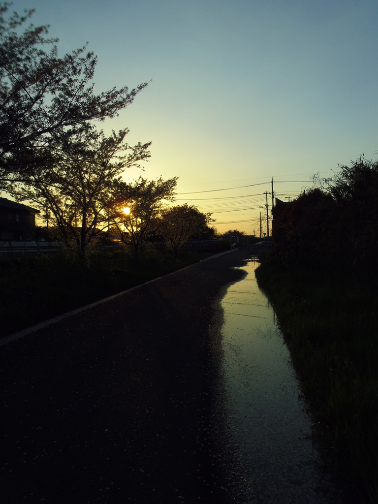 2017/04/15_夕暮れ桜と水溜まり
