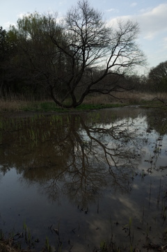 2016/03/26_北本自然観察公園