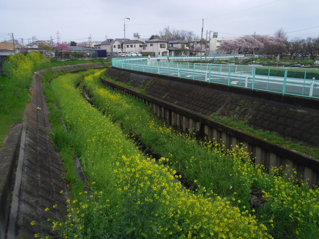 2017/04/09_芝川の菜の花