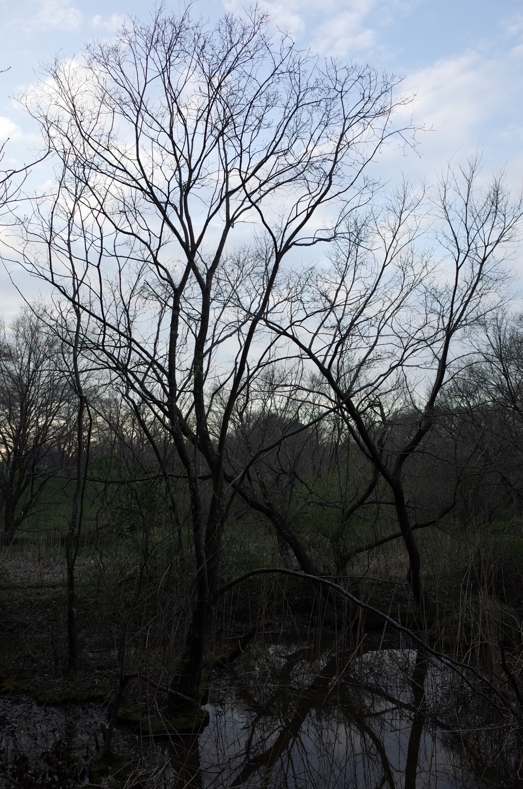 2016/03/26_北本自然観察公園