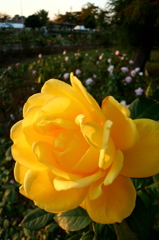 2015/10/18_伊奈バラ園の薔薇