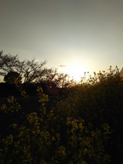 2017/04/15_夕暮れ菜の花
