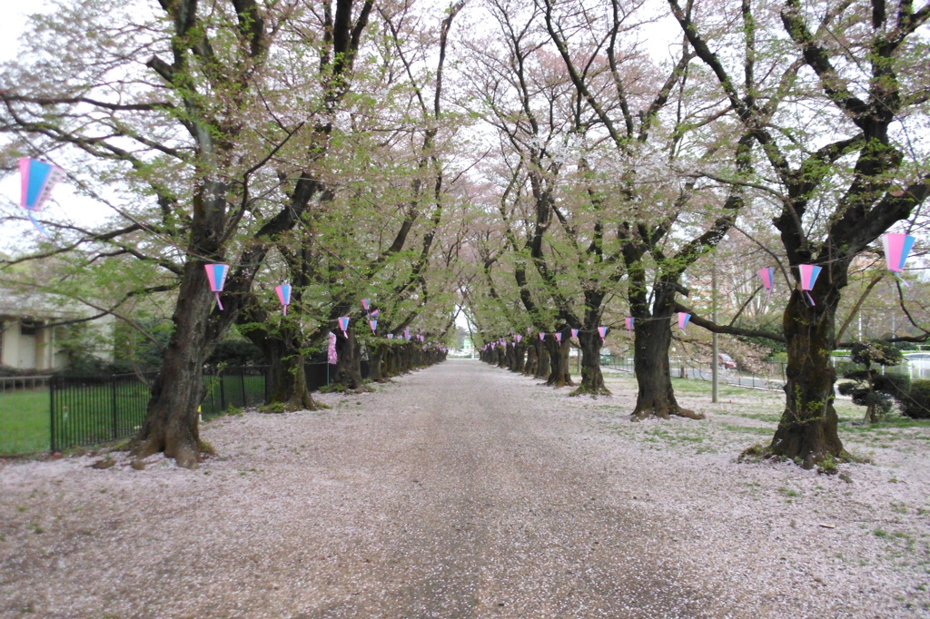 2015/04/12_無線山の葉桜