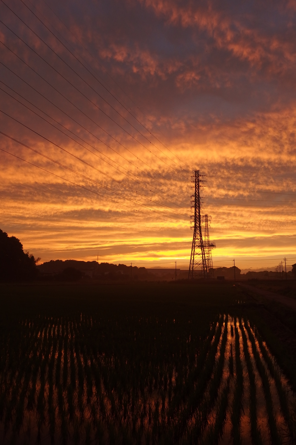 2015/06/27_水田の夕暮れ