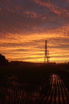 2015/06/27_水田の夕暮れ