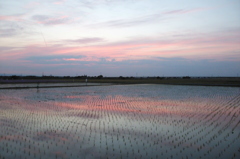 2015/05/24_水田の夕暮れ