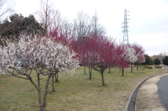 2016/02/28_花の丘農林公苑の紅白梅