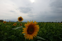 2014/07/06_梅雨時のひまわり畑